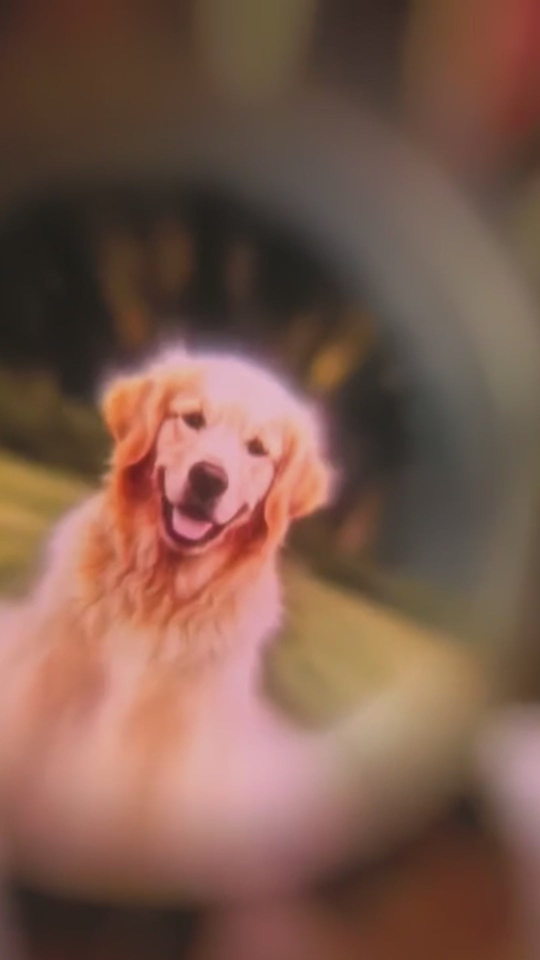 Personalized pet memorial gift with hidden photo projection